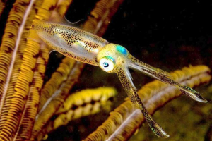 Japoński karmski karmski Japoński karmski karmski